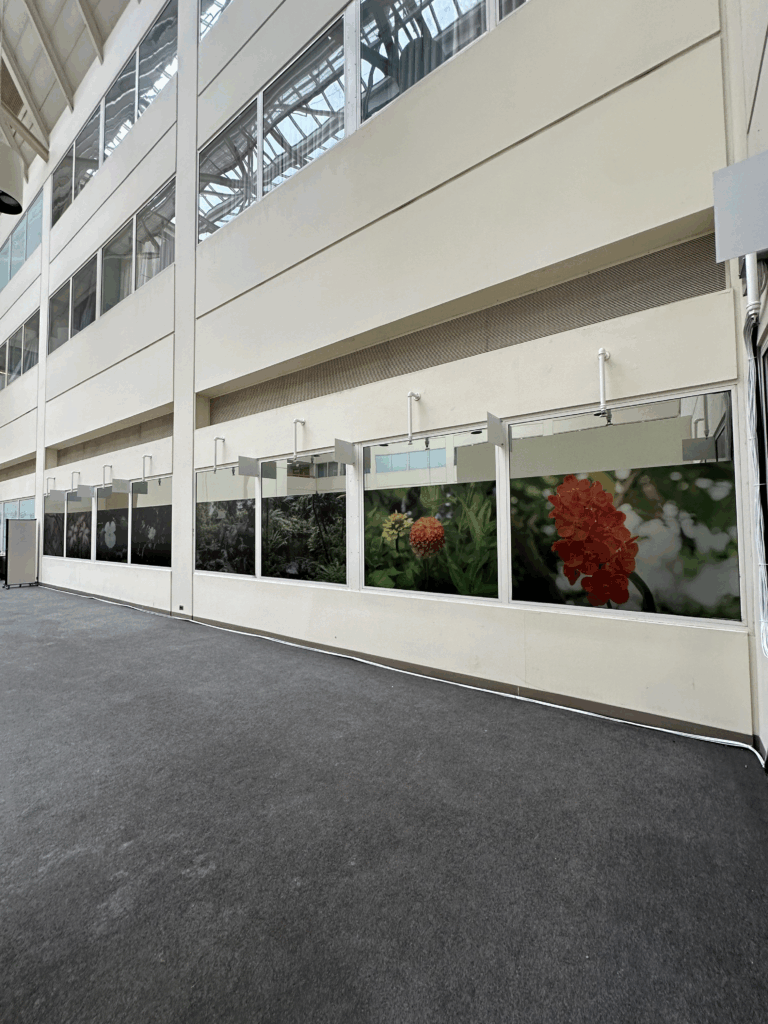 Window-Graphics-Treatments-7